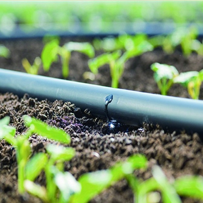 Open Field Drip Irrigation Aqua Hub Kenya Irrigating with Every Drop