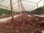 Wooden greenhouse in Kenya