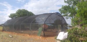 Shade Nets in Kenya