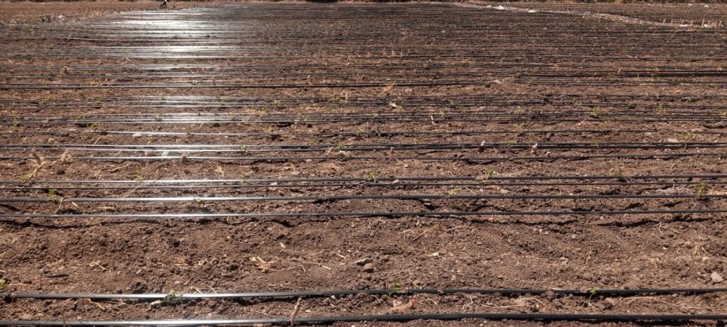 Drip Irrigation