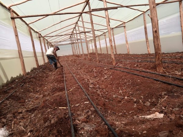 Wooden greenhouse in Kenya