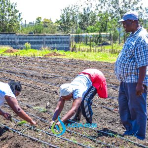 Drip Irrigation :Ruai Kenya