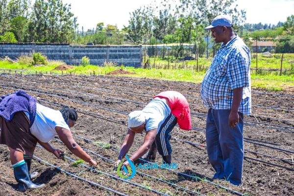 Drip Irrigation :Ruai Kenya