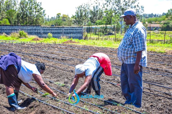 Drip Irrigation :Ruai Kenya
