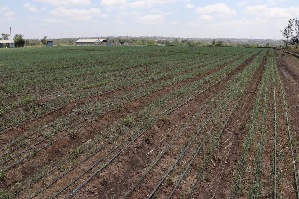 drip-irrigation-system-drip-kit-in-kenya-by-aqua-hub