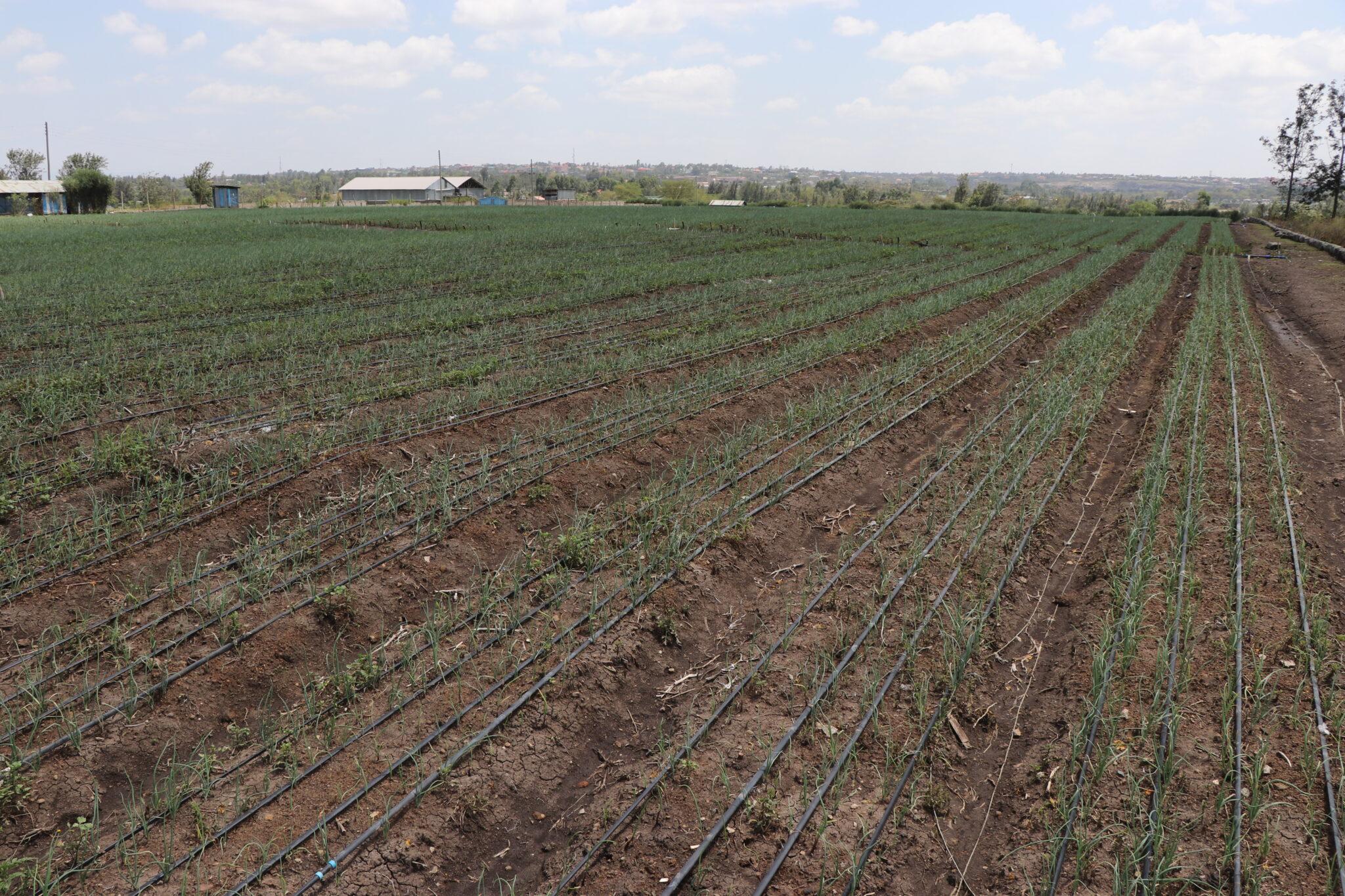 Open Field Drip Irrigation Aqua Hub Kenya Irrigating with Every Drop