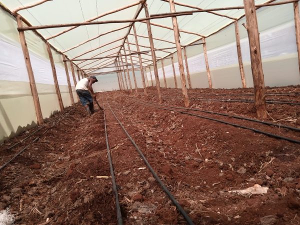 Wooden greenhouse in Kenya