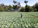 Overhead Sprinkler Irrigation