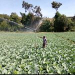 Overhead Sprinkler Irrigation
