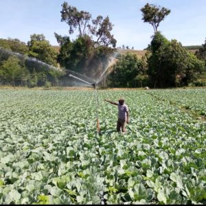 Overhead Sprinkler Irrigation