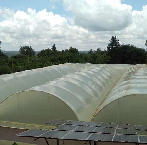 Greenhouses in Kenya