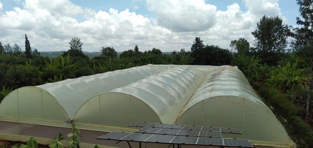 Greenhouses in Kenya