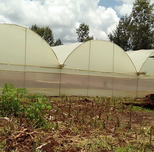 Greenhouses by Aqua Hub Kenya