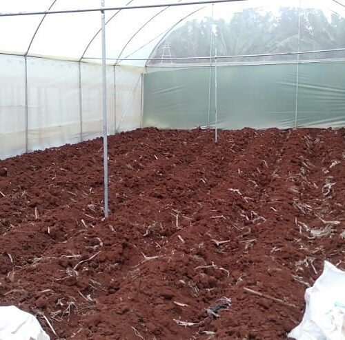 Greenhouse Technicians by Aqua Hub Kenya