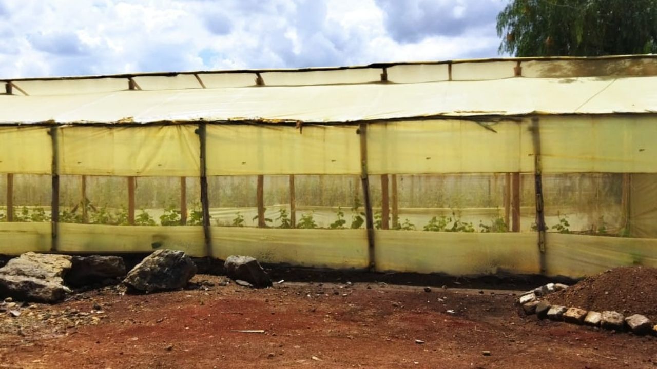 Greenhouse farming