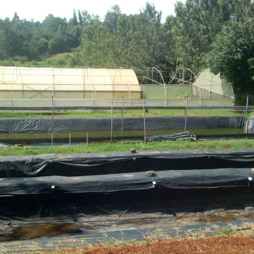 Greenhouse fish farming in Kenya