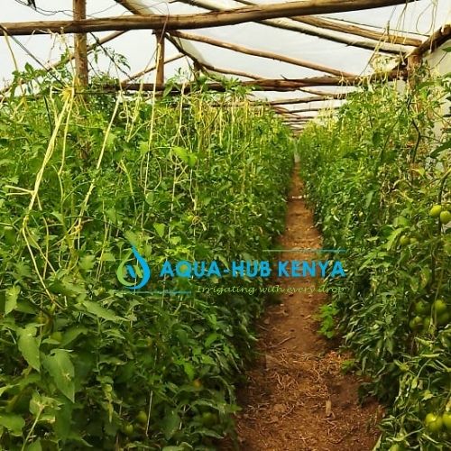 Greenhouse farming in Kenya