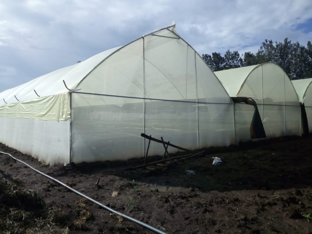 Greenhouse Kenya 2022