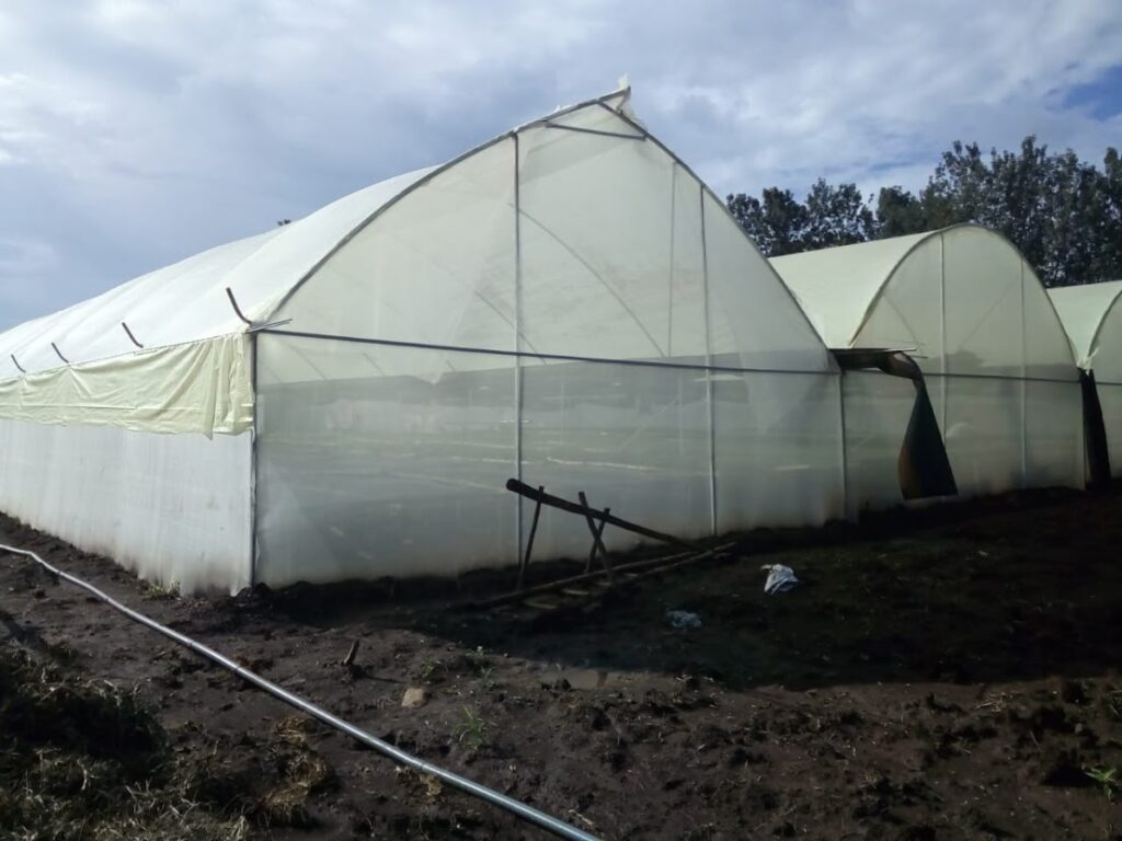 Greenhouse Kenya 2022
