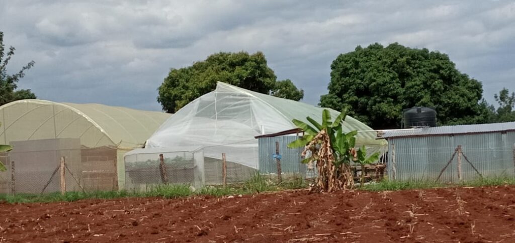 Greenhouse Prices in Kenya