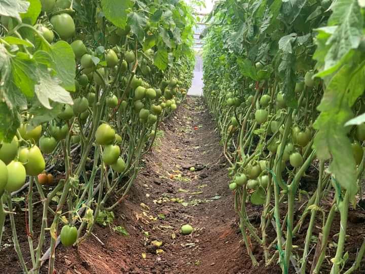 Greenhouse Tomato Farming