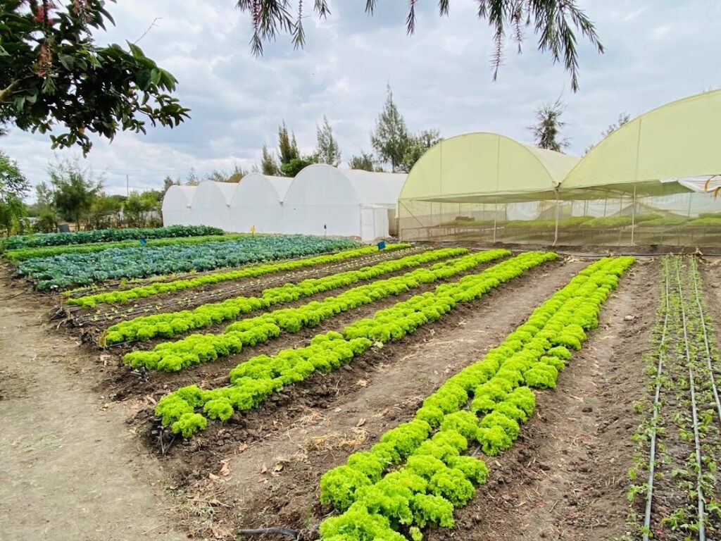 Greenhouse Kenya 2022