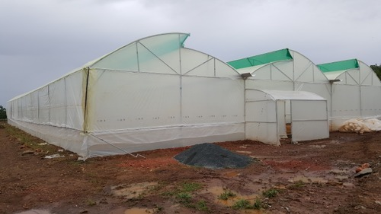 Greenhouse Company in Eldoret