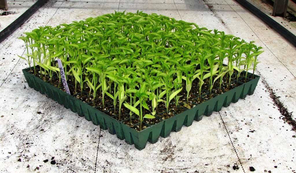Greenhouse Capsicum Farming
