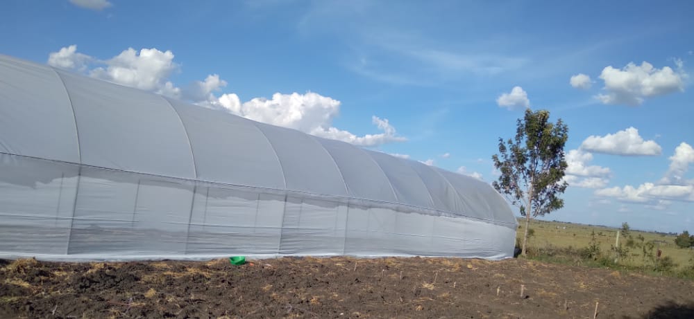 Greenhouse Tomato Farming