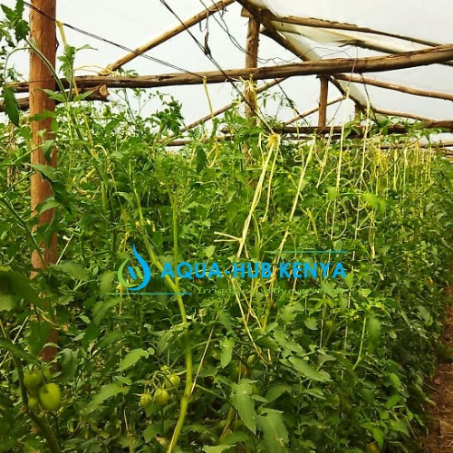 Greenhouse  with tomatoes