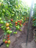 Greenhouse Tomato Farming