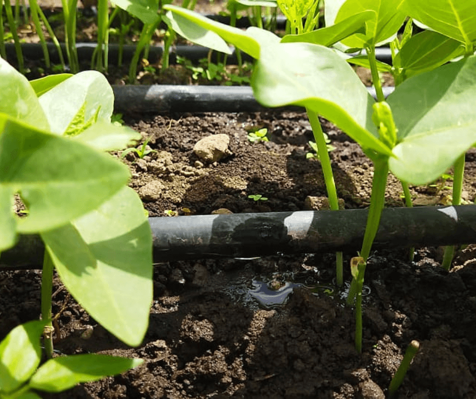 Drip Irrigation in 2022