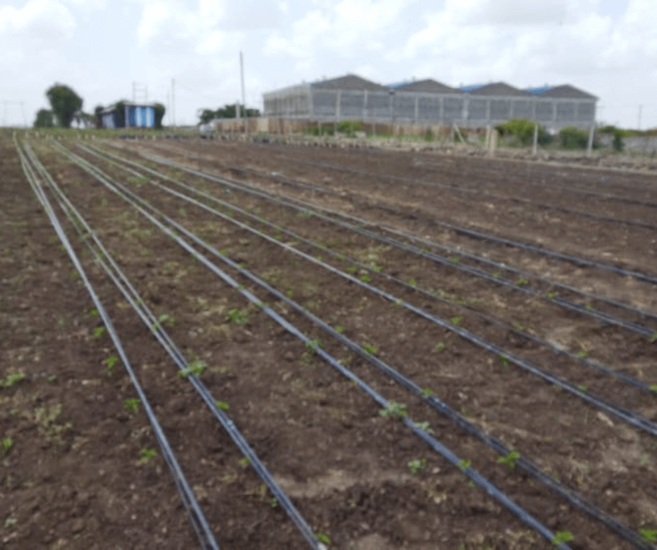 Drip Irrigation in 2022