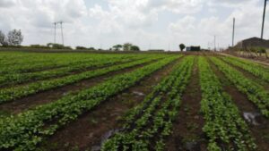 Drip Lines in Kenya 