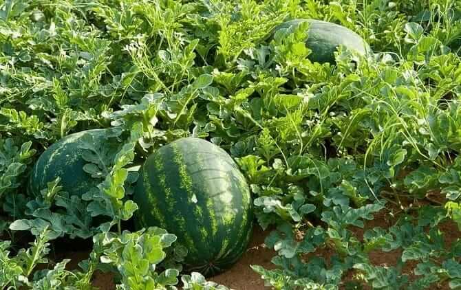 Watermelon Farming in Kenya