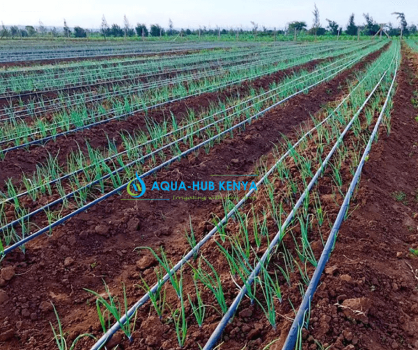 Onion Farming in Kenya Onion Drip Kit 0790719020