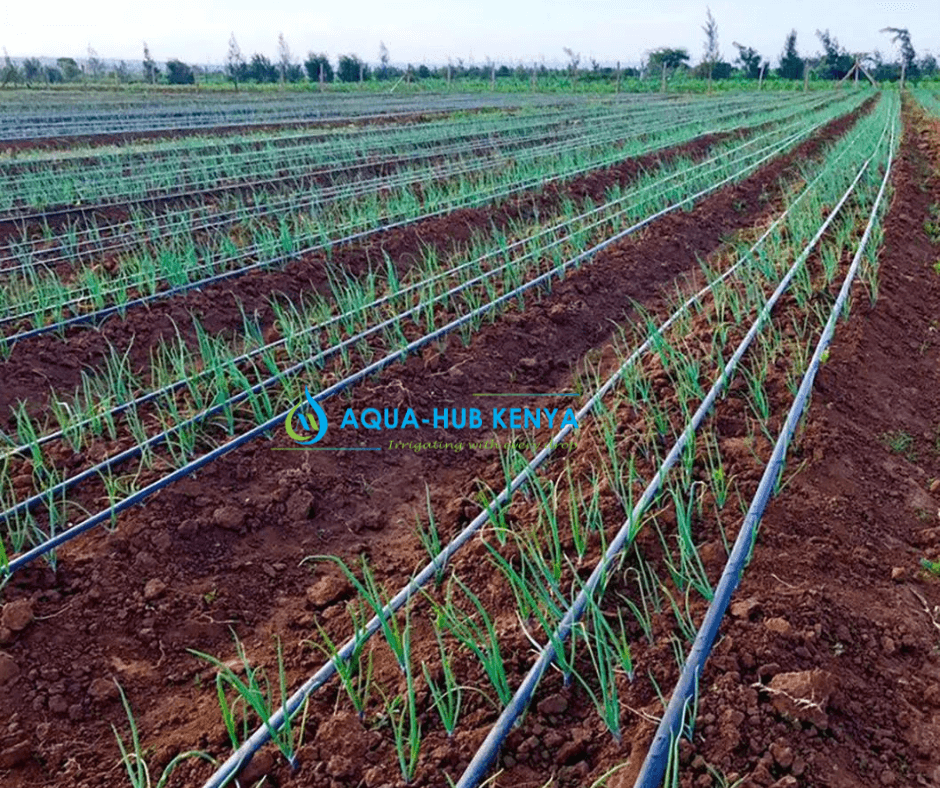 onion farming in kenya