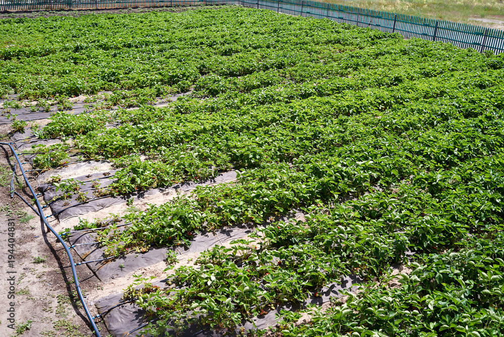 Strawberry Farming In Kenya