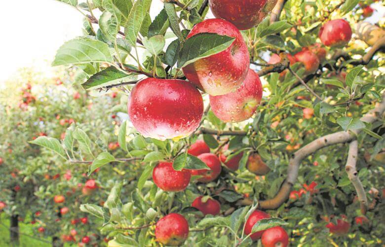 Apple Farming In Kenya