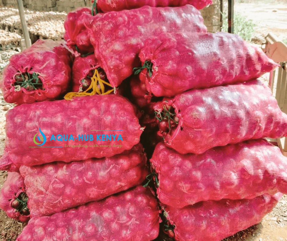 Onion Farming in Kenya