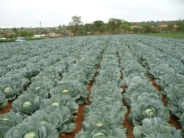 Cabbage Farming in Kenya