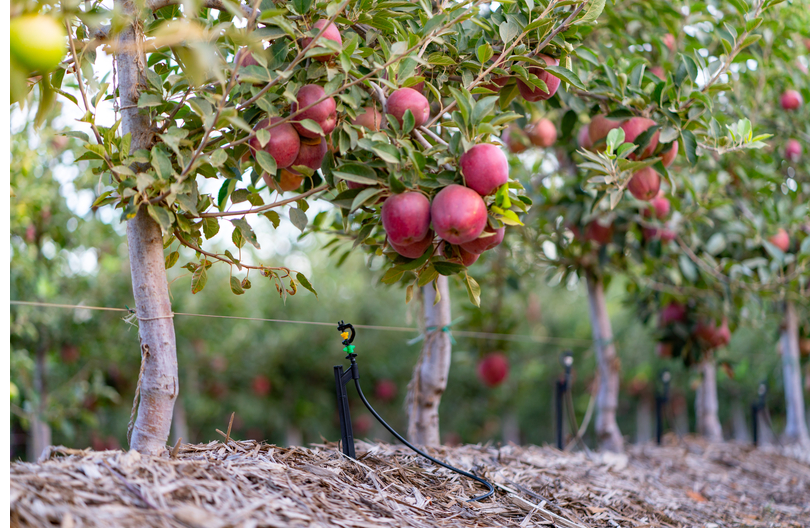 Apple Farming In Kenya
