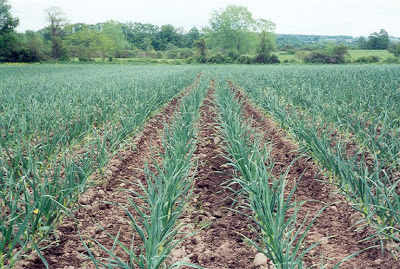Garlic farming in Kenya