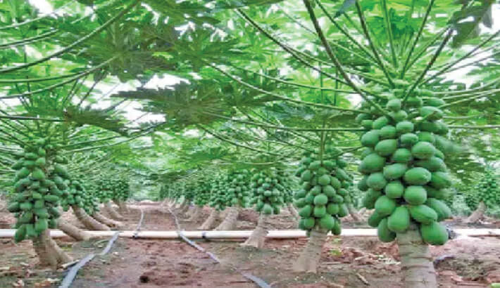 Pawpaw Farming in Kenya