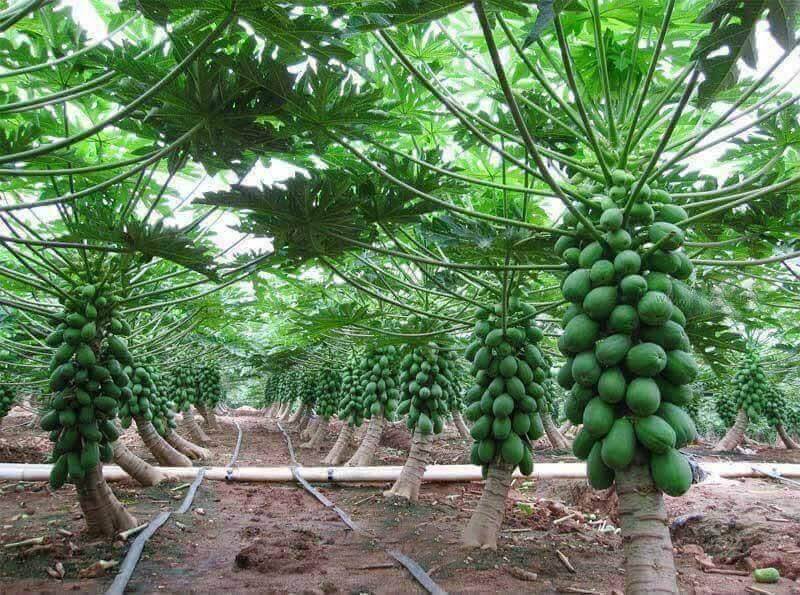 Pawpaw Farming in Kenya