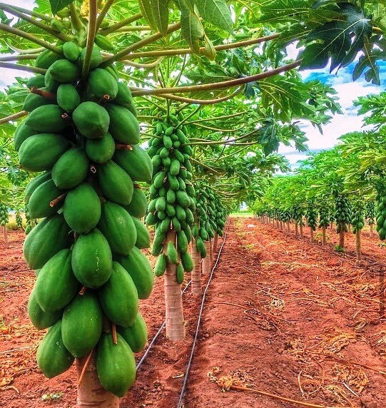 Pawpaw Farming in Kenya