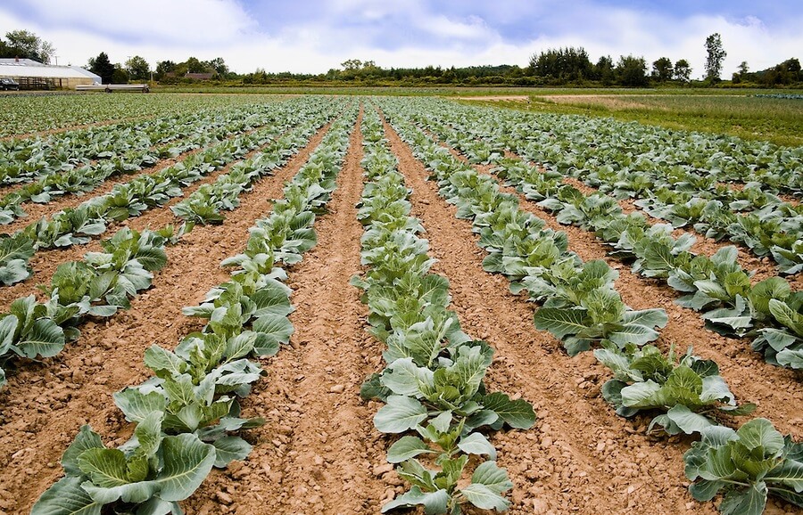 Cabbage Farming in Kenya