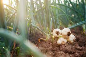 Garlic farming in Kenya