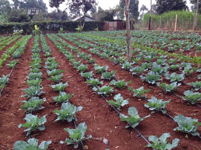 Cabbage Farming in Kenya Aqua Hub Kenya
