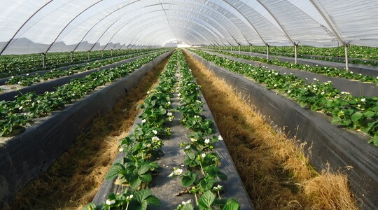 Strawberry Farming In Kenya